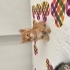 Ücretsiz Yavru Kedi Sahiplendirme fotoğraf