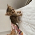 Ücretsiz Yavru Kedi Sahiplendirme fotoğraf
