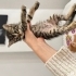 Ücretsiz Yavru Kedi Sahiplendirme fotoğraf