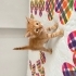 Ücretsiz Yavru Kedi Sahiplendirme fotoğraf