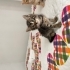 Ücretsiz Yavru Kedi Sahiplendirme fotoğraf