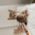 Ücretsiz Yavru Kedi Sahiplendirme fotoğraf