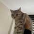 Sevimli kedi casper fotoğraf