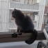 Ücretsiz sahiplendirme fotoğraf