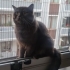 Ücretsiz sahiplendirme fotoğraf