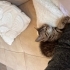 Mi yuvasını arıyor fotoğraf