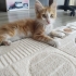 Bir yuva bekliyorum fotoğraf