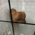 Yurt dışına gideceğim için sahiplendirmek zorundayım. fotoğraf