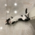 Mırlama makinesi smokin çocuk ömürlük yuvasını arıyor fotoğraf