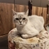 Ömürlük mutlu yuva fotoğraf