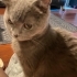 1 Yaşında Hafif Pişmiş Marshmellow Dişi British fotoğraf