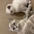 Boncuğumuza yuva arıyoruz fotoğraf