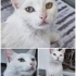 Sektörel heterökromi gözlü özel kedi fotoğraf