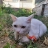 Sektörel heterökromi gözlü özel kedi fotoğraf