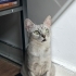 8 Aylık Cins Kedi fotoğraf