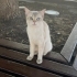 Sokağa Atılmış Cins Kedi fotoğraf