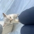 Sokağa Atılmış Cins Kedi fotoğraf