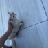Sokağa Atılmış Cins Kedi fotoğraf