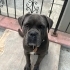 Cane Corso ve Rottweiler köpeklerimi taşınma sebebiyle sahiplendiriyorum fotoğraf