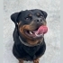 Cane Corso ve Rottweiler köpeklerimi taşınma sebebiyle sahiplendiriyorum fotoğraf