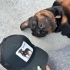 Cane Corso ve Rottweiler köpeklerimi taşınma sebebiyle sahiplendiriyorum fotoğraf