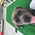 Cane Corso ve Rottweiler köpeklerimi taşınma sebebiyle sahiplendiriyorum fotoğraf