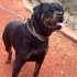 Cane Corso ve Rottweiler köpeklerimi taşınma sebebiyle sahiplendiriyorum fotoğraf