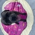 Cane Corso ve Rottweiler köpeklerimi taşınma sebebiyle sahiplendiriyorum fotoğraf
