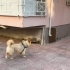 Çin aslani köpeğimiz ev değişikliği nedeniyle sahiplenilmek istiyoruz fotoğraf