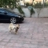 Çin aslani köpeğimiz ev değişikliği nedeniyle sahiplenilmek istiyoruz fotoğraf