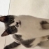 4 yavruya sahip anne için yuva fotoğraf