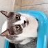 4 yavruya sahip anne için yuva fotoğraf