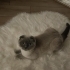 Puffy Ömürlük Yuva arıyor fotoğraf
