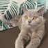 1 YAŞINDAKİ BRİTİSH BELLAYA YUVAA fotoğraf