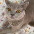 1 YAŞINDAKİ BRİTİSH BELLAYA YUVAA fotoğraf