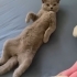 1 YAŞINDAKİ BRİTİSH BELLAYA YUVAA fotoğraf