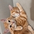 Tam bir hanımefendi Eşyaları ile birlikte sahiplendireceğim fotoğraf