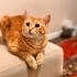 Tam bir hanımefendi Eşyaları ile birlikte sahiplendireceğim fotoğraf
