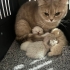 1 anne ve 1 yavru eşyaları ile sahiplendirilecek fotoğraf