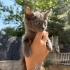 Annelerine araba çarptığı için bu 3 kardeşe ömürlük yuva arıyoruz fotoğraf