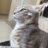 Yulaf 8 aylık sevecen temas bağımlısı bi yavru ona takip şartı ile yuva arıyoruz fotoğraf