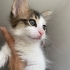 3,5 aylık ERKEK, Tekir Beyaz fotoğraf