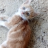 1-2 aylık yavru maviş gözlü kedi sahiplendiriliyor fotoğraf