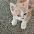 1-2 aylık yavru maviş gözlü kedi sahiplendiriliyor fotoğraf