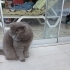 10 Aylık Erkek Scottish Fold – Ücretsiz Sahiplendirilecektir fotoğraf