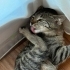 3 Bacaklı Lulu Ömürlük Yuvasını Arıyor fotoğraf