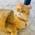 Leo yuva arıyor fotoğraf
