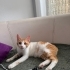 Engelli kedimiz için engelsiz bir yuva fotoğraf