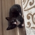 5 Minik Yavru kedi fotoğraf