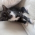 5 Minik Yavru kedi fotoğraf